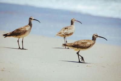 Close-up of bird