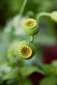 Close-up of yellow flowering plant