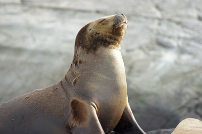 Close-up of sea lion