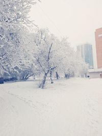 Snow covered land and trees against sky