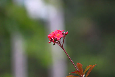 Close-up of pink flowering plant