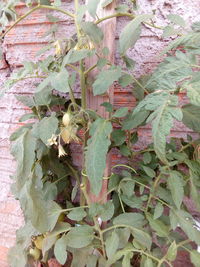 Close-up of ivy