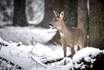 Deer standing on snow covered land