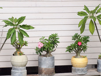 Potted plants on table against wall