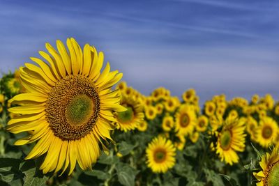 Close-up of yellow sunflower on field against sky