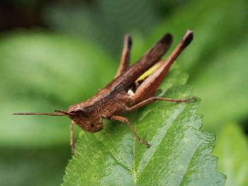 Close-up of grasshopper on leaf