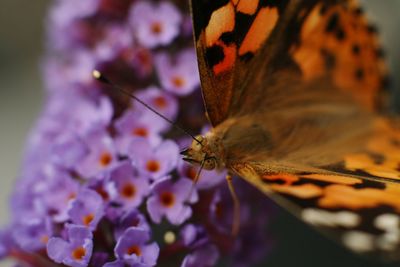 Macro shot of comma butterfly pollinating on purple buddleia