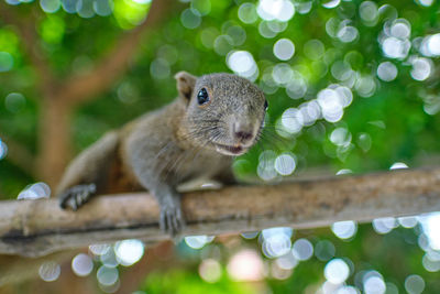 Close-up of squirrel on tree