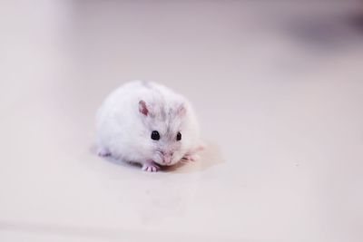 Portrait of mouse on table
