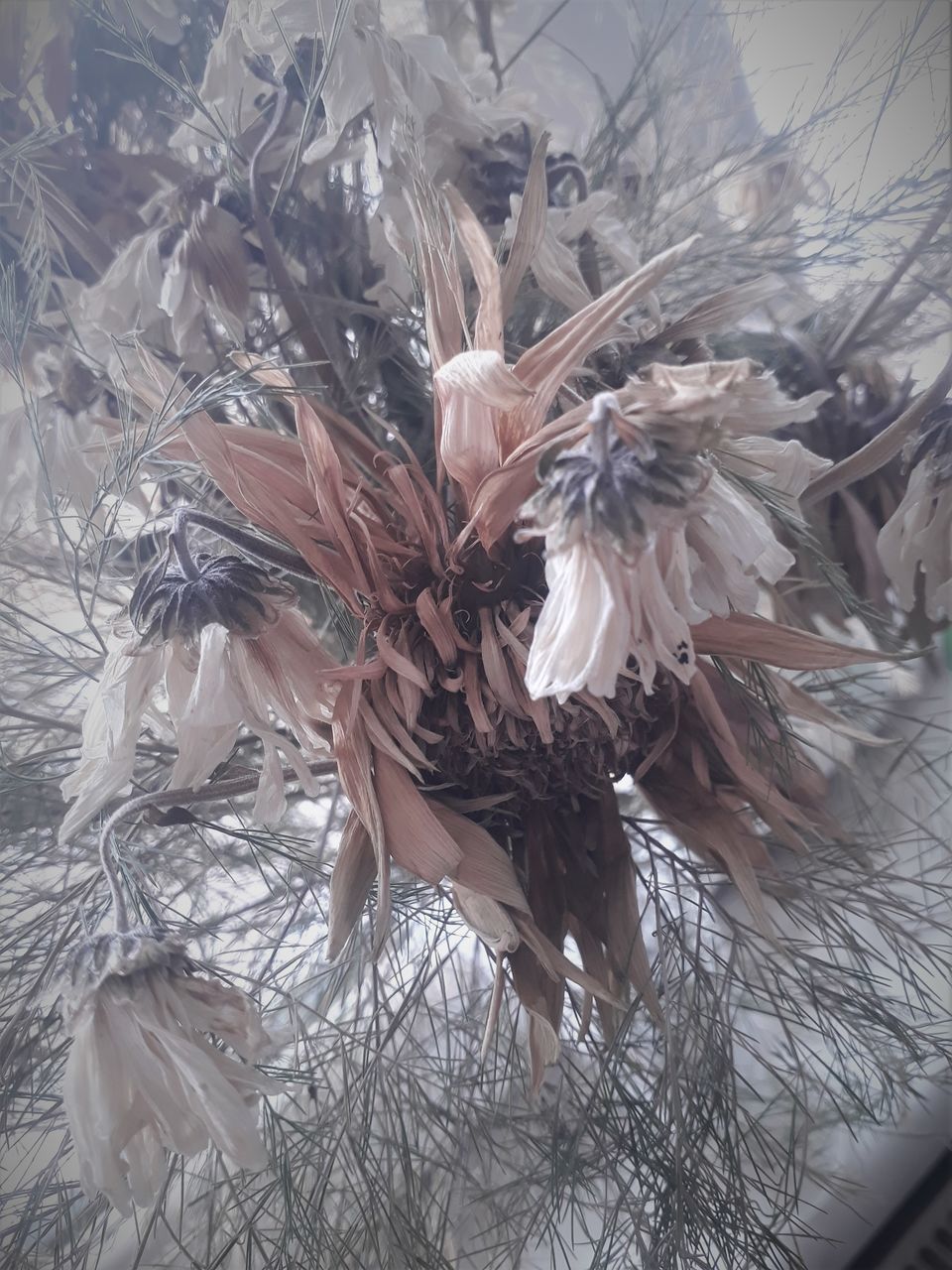 plant, nature, winter, tree, no people, wing, branch, flower, day, close-up, outdoors, frost, feather