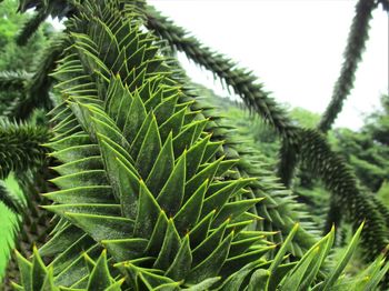 Close-up of leaf on tree