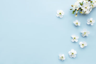 Spring border background with beautiful white flowering branches. 