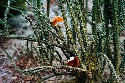 Close-up of plant against blurred background