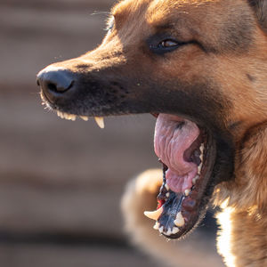 Close-up of a dog looking away