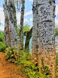 Text on tree trunk