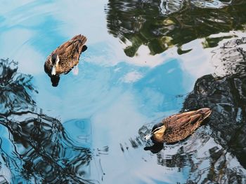 Duck swimming in water