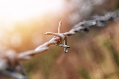 Close-up of barbed wire