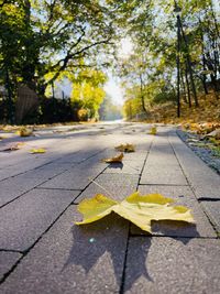 Yellow leaf on the road