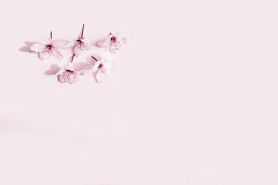 Close-up of insect on white background