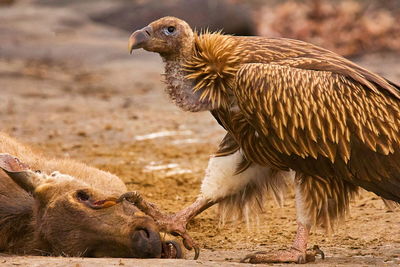 Close-up of vulture by prey on land