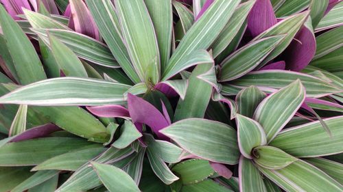 Full frame shot of plants