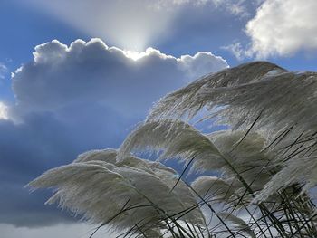 Low angle view of trees against sky