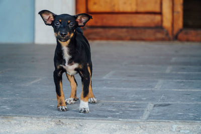 Close-up dog