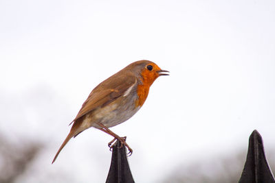 Close-up of robin perching on railings against clear sky