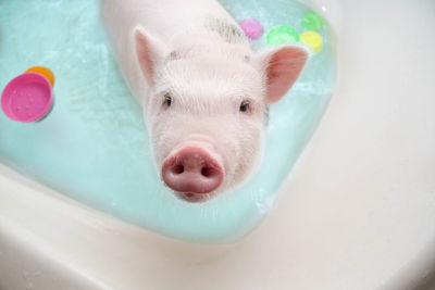 High angle view of animal in bathroom