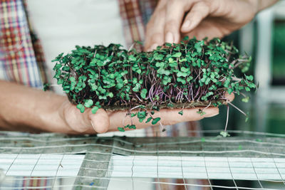 Close-up of hand holding plant