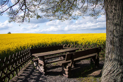 Scenic view of yellow flower field against sky