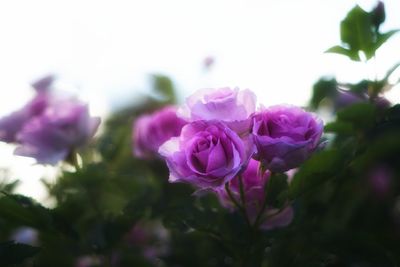 Close-up of flowers blooming outdoors