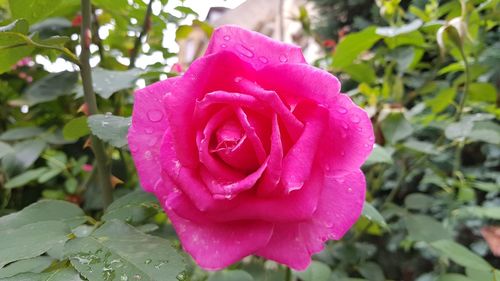 Close-up of wet rose blooming outdoors