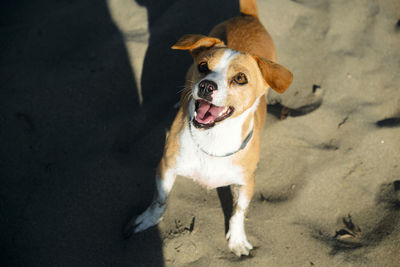 High angle portrait of dog standing outdoors