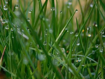 Close-up of dew drops on grass