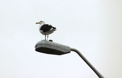 Low angle view of seagull perching on street light against clear sky