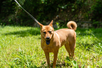 Dog standing in field