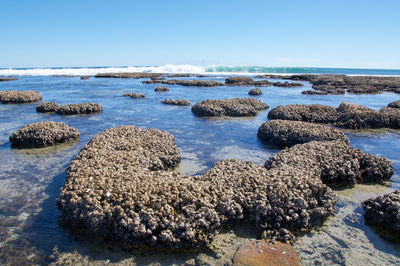 Close-up of rocks in sea against clear sky