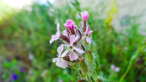 Close-up of pink flowering plant