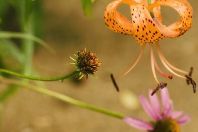 A pink coneflower just opening up in the light of morning