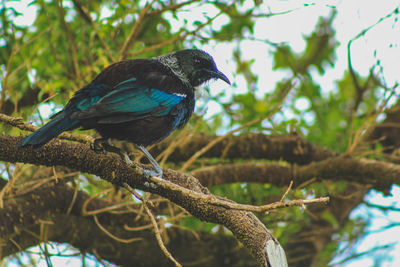 Bird perching on a tree