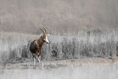 Deer in a lake