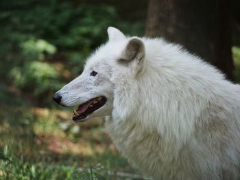 Close-up of dog