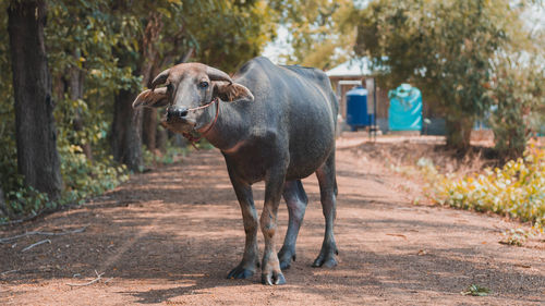 Buffalo thailand