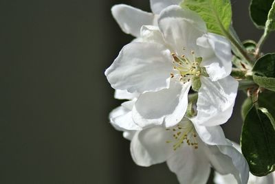 Close-up of white flowering plant
