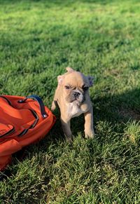 View of dog on field