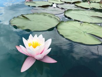 Lotus water lily in lake