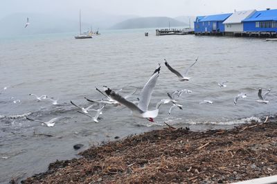 Seagulls flying over sea against sky