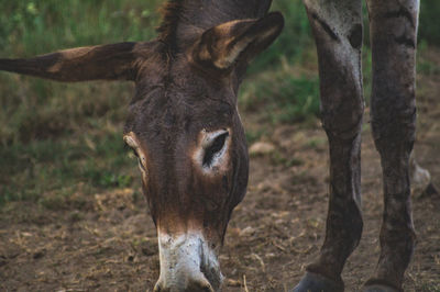 Close-up of horse standing on field