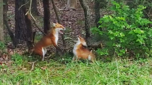 Ducks on field in forest